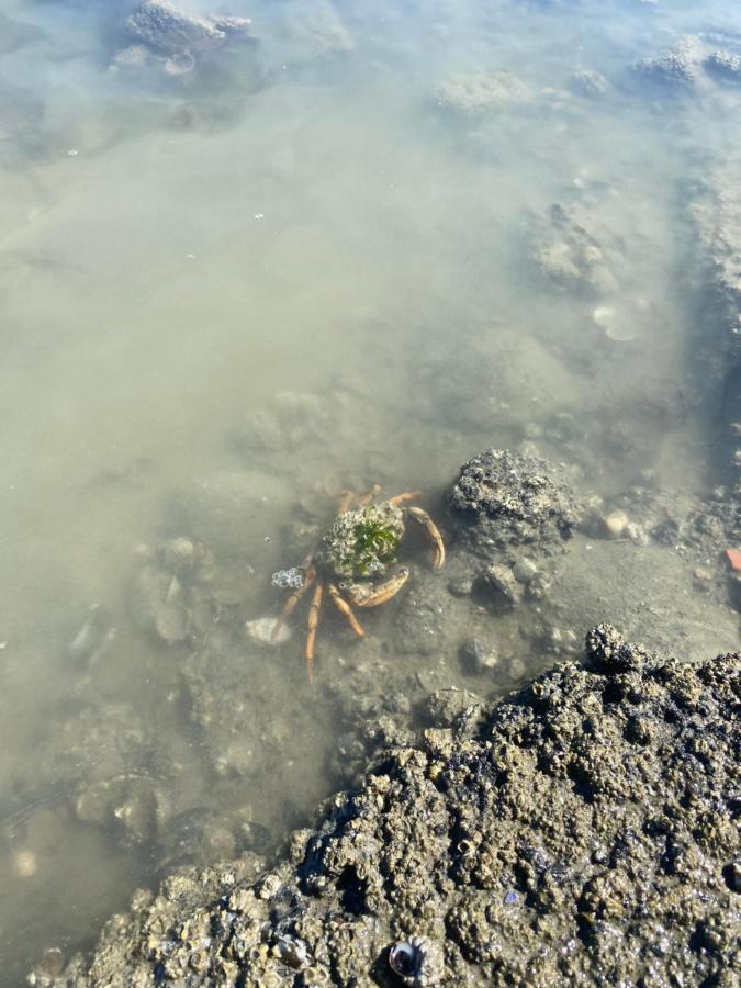 Wierums Huske Aan De Waddenzee Unesco Werelderfgoed Exteriér fotografie